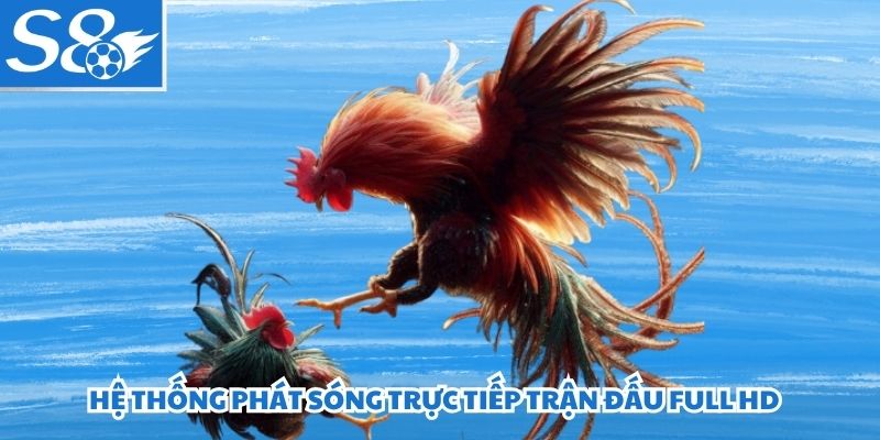 Hệ thống phát sóng trực tiếp trận đấu full HD